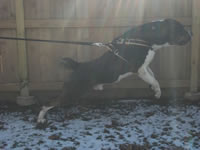 Agitation/webbing harnesses